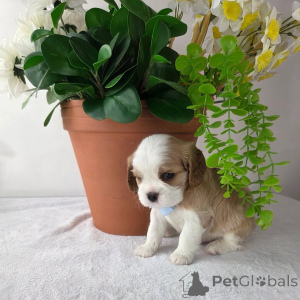 Photo №2 to announcement № 157333 for the sale of cavalier king charles spaniel - buy in Finland private announcement