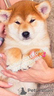 Photo №3. high-bred shiba inu puppies. Russian Federation