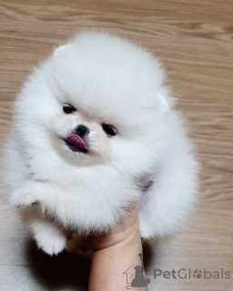 Photo №2 to announcement № 138559 for the sale of pomeranian - buy in Germany private announcement