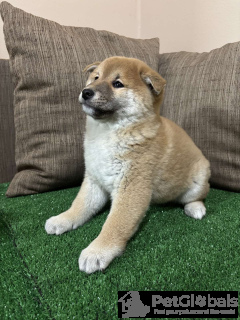Photo №3. Shiba Inu puppies with champion origin. Serbia