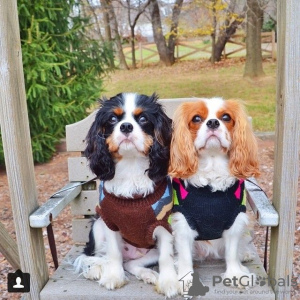 Photo №1. cavalier king charles spaniel - for sale in the city of Copenhague | negotiated | Announcement № 10190