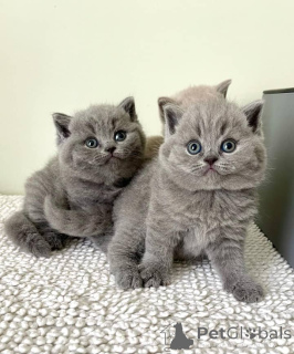 Photo №4. I will sell british shorthair in the city of Florida. breeder - price - 355$