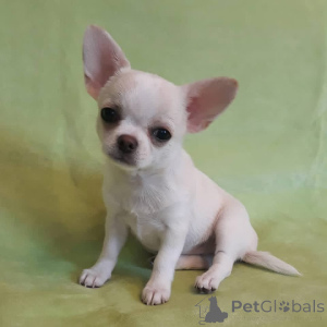 Photo №1. chihuahua - for sale in the city of California | 1000$ | Announcement № 169848