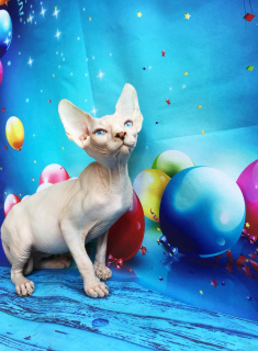 Photo №1. sphynx-katze - for sale in the city of Москва | negotiated | Announcement № 3145