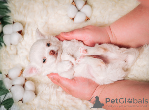 Photo №2 to announcement № 10386 for the sale of non-pedigree dogs - buy in Russian Federation breeder