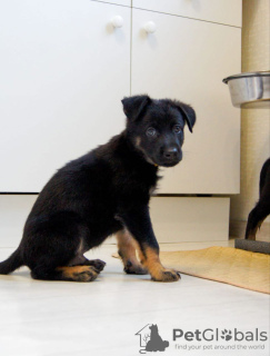 Photo №4. I will sell non-pedigree dogs in the city of Москва. private announcement - price - Is free