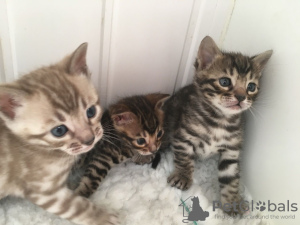 Photo №1. bengal cat - for sale in the city of Berlin | 350$ | Announcement № 115163