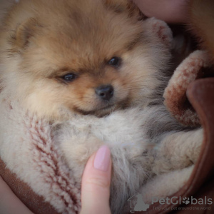 Photo №1. pomeranian - for sale in the city of Brest | 1024$ | Announcement № 9159