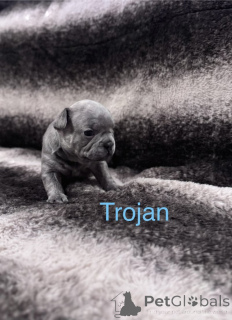 Photo №3. KC Registered French Bulldog pups. Netherlands