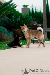 Additional photos: Black Shiba Inu Puppy (rare color)