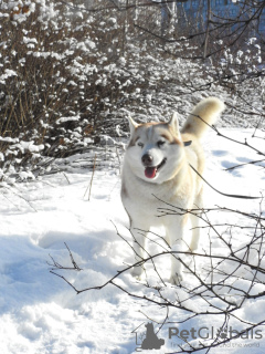 Photo №3. Husky Dymka is looking for a loving family with a male leader!. Russian Federation