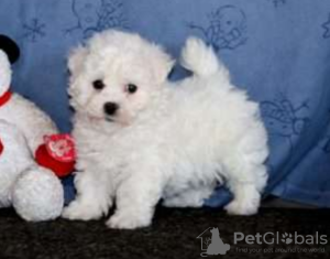 Photo №1. bichon frise - for sale in the city of Stockholm | negotiated | Announcement № 97870
