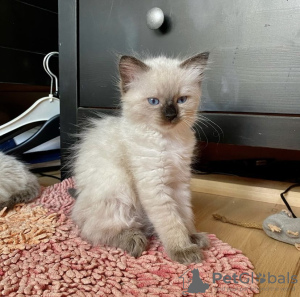 Photo №1. british shorthair - for sale in the city of Berlin | 423$ | Announcement № 101784