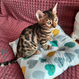 Photo №1. bengal cat - for sale in the city of Minsk | 1174$ | Announcement № 14737