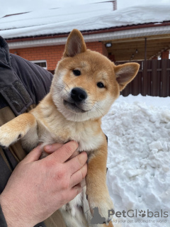 Photo №3. Shiba inu puppy boy. Russian Federation