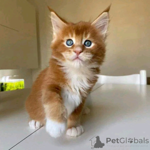 Photo №1. maine coon - for sale in the city of Berlin | negotiated | Announcement № 137121