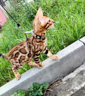 Photo №1. bengal cat - for sale in the city of Barnaul | 946$ | Announcement № 11915