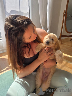 Photo №3. Wunderschöne Golden-Retriever-Welpen suchen ein liebevolles neues Zuhause. Germany
