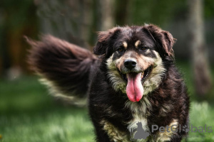 Photo №1. non-pedigree dogs - for sale in the city of Москва | Is free | Announcement № 92772