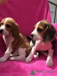 Photo №1. beagle - for sale in the city of Ghent | 141$ | Announcement № 129072