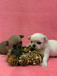 Photo №4. I will sell chihuahua in the city of Yekaterinburg. breeder - price - 203$