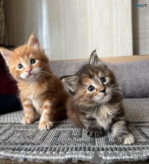 Photo №2 to announcement № 169776 for the sale of maine coon - buy in Estonia 