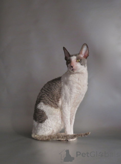 Photo №4. I will sell cornish rex in the city of Velingrad. private announcement, breeder - price - negotiated