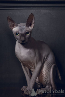 Photo №2 to announcement № 158829 for the sale of bambino - buy in Germany from the shelter, breeder