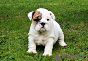 Photo №1. english bulldog - for sale in the city of Мадаин-Салих | 485$ | Announcement № 15574