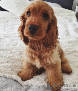 Photo №1. english cocker spaniel - for sale in the city of Rome | negotiated | Announcement № 53881