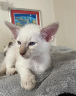 Photo №1. balinese cat - for sale in the city of INGOLSTADT | 361$ | Announcement № 154588