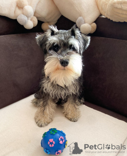 Photo №3. Adorable Schnauzer Puppies Available - Ready for Their Forever Homes!. Spain