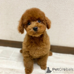 Photo №3. Toy Poodle Puppies.. Sweden