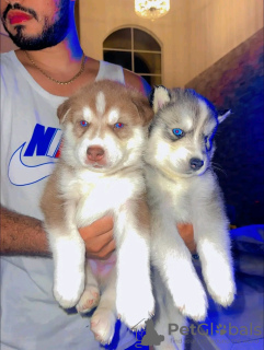 Photo №3. Siberian husky puppies ready to go now Business Whatsapp ; 37256062792. Finland