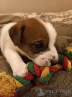 Additional photos: Jack Russell Terrier puppies