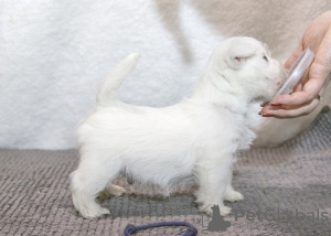 Additional photos: Kennel offers west highland white terrier puppies