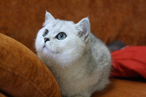 Photo №2 to announcement № 5471 for the sale of british shorthair - buy in Russian Federation from nursery