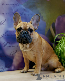Additional photos: French Bulldog Puppies for Sale