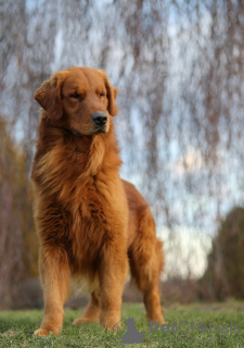 Photo №1. golden retriever - for sale in the city of Wrocław | 2642$ | Announcement № 62309