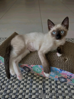 Photo №1. siamese cat - for sale in the city of 'S-hertogenbosch | negotiated | Announcement № 170650