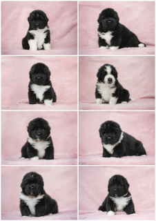 Photo №2 to announcement № 1621 for the sale of newfoundland dog - buy in Estonia from nursery, breeder
