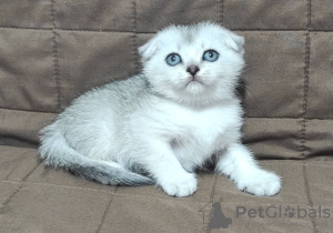 Photo №2 to announcement № 11423 for the sale of scottish fold - buy in Ukraine from nursery, breeder