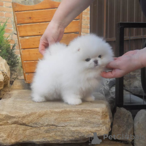 Photo №4. I will sell pomeranian in the city of Франкфурт-на-Майне. private announcement - price - 380$