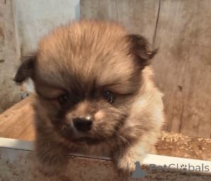 Photo №2 to announcement № 158058 for the sale of pomeranian - buy in Serbia 