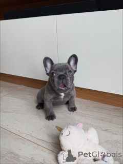 Photo №3. Premium French Bulldog Puppies for Discerning Families. Germany