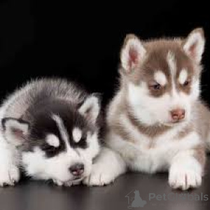 Photo №3. Siberian Husky Puppies. Germany