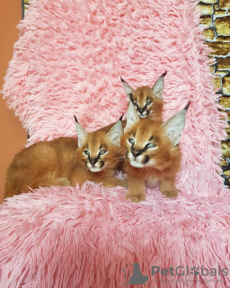 Photo №3. caracal kittens. France