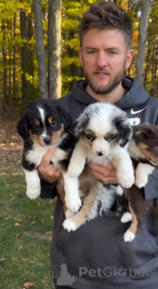 Photo №1. australian shepherd - for sale in the city of Chambéry | 338$ | Announcement № 141170