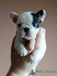 Photo №1. french bulldog - for sale in the city of Bamberg | 680$ | Announcement № 163440