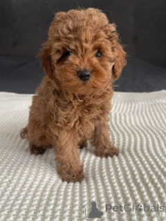 Photo №1. poodle (toy) - for sale in the city of Antwerp | negotiated | Announcement № 169669